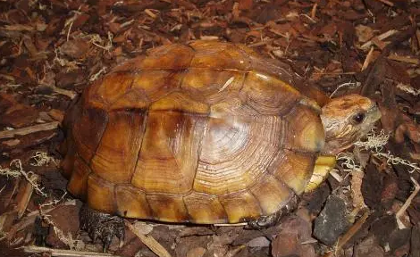 锯缘闭壳龟吃蔬菜吗？来了解下吧