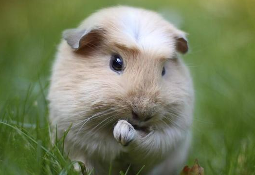 荷兰猪一只孤单吗？想知道的看过来