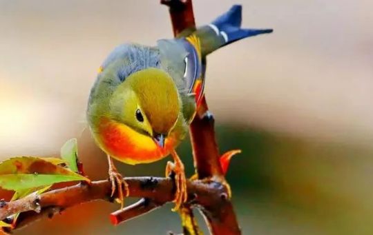 相思鸟是什么鸟？你真的清楚吗？