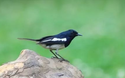 鹊鸲为什么叫四喜?看看它名字的由来! 鹊鸲为什么叫四喜?看看它名字的由来!