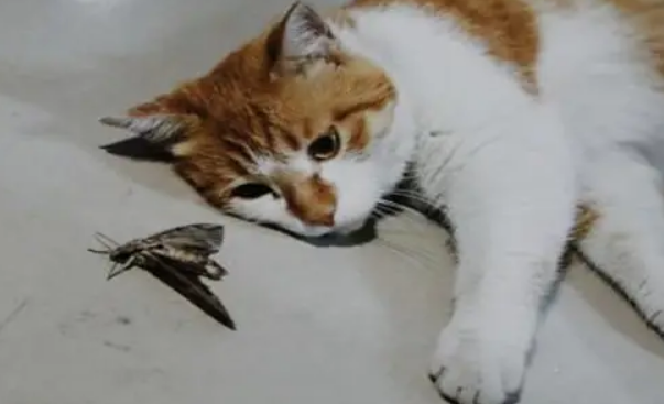 猫咪为什么喜欢吃飞蛾