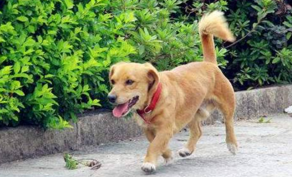 狗狗走丢了回来的概率是多少？一定要及时寻找