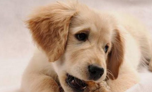 一起来看看狗狗为什么不能吃鸡骨头吧