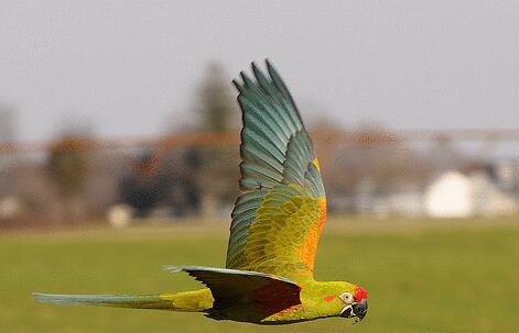 红额金刚鹦鹉的叫声怎么样？有人知道吗？