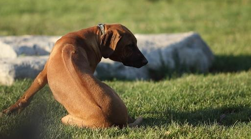 狗狗脚踩了洋辣子怎么办？有什么方法缓解吗？