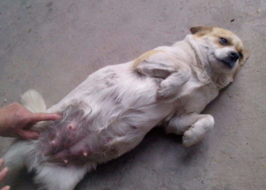 狗狗怎么才算是破羊水呢？铲屎官该怎么做～