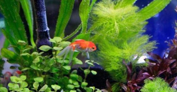 鱼缸水质怎么调节？做好这些事情，你的鱼缸水质一定不赖！