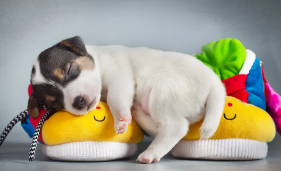 看这里：寿命最长的狗世界纪录？