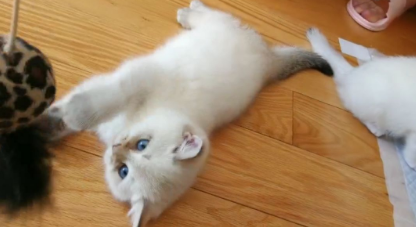 不建议养银点的原因，你们有必要知道！