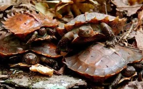 太阳龟的价格多少？看完此文你就不会被坑了