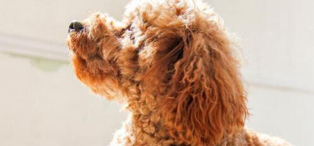 想知道泰迪立耳和飞耳的区别？看看这篇文章吧