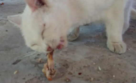 猫能吃鸡骨头吗为什么