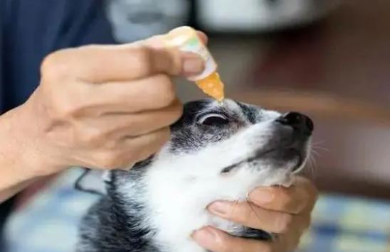 狗狗身上5个地方洗不干净，当心疾病找上门！