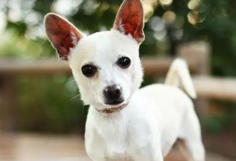 狗的嗅觉细胞有多少个？看完，你就知道了