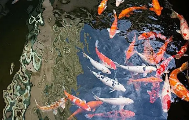 鱼缸水质变浑浊怎么办？做好这两个步骤能让你的鱼缸变回清澈透明