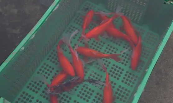 养鱼初期鱼缸水质调理技术：方法说的太好了，今年要试试