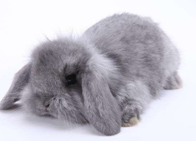 养兔科普:英国迷你垂耳兔的寿命 养兔科普:英国迷你垂耳兔的寿命