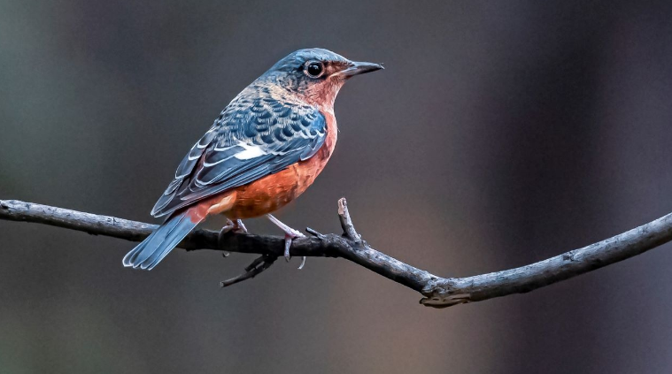 白喉矶鸫幼鸟怎么挑选？一定要知道