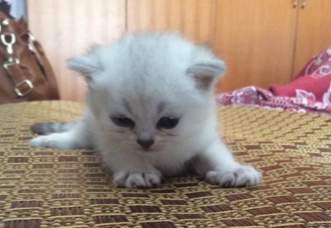 英短银渐层猫的缺点有哪些？快来瞧瞧