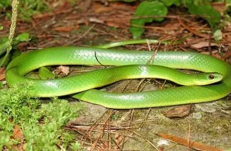 绿锦蛇是保护动物吗？不清楚的来这了解~