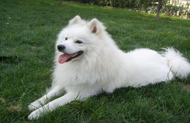 萨摩耶成年犬什么价格？可以来看看