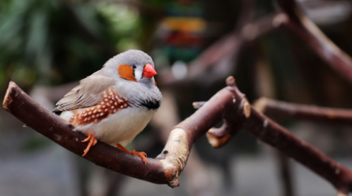 斑胸草雀聪明吗？看完这篇文章你就知道