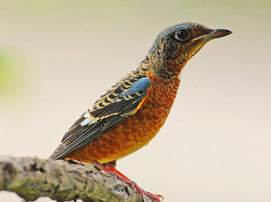 白喉矶鸫是保护动物吗？ 来认识一下叭