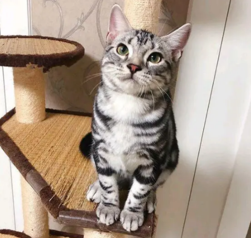 美短和狸花猫傻傻分不清？这篇文章告诉你~