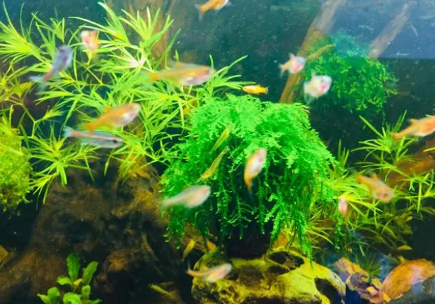 水质好不好，自己有个标准，你养的水草，鱼都很好，那才叫好水质