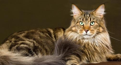 养宠知识：缅因猫怎么喂养能巨型？