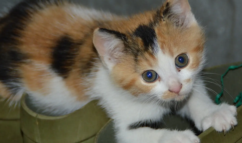 告诉你小猫睡觉时候喘息特别快的原因 告诉你小猫睡觉时候喘息特别快的原因