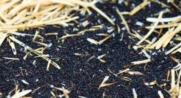 养鸟必知！各种鸟粮的特点以及观赏鸟的喜好