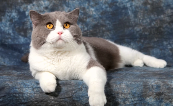 让银渐层毛色变白的方法有哪些？