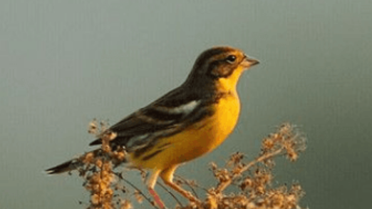 挑选黄胸鹀的方法，大家不妨来Get一下