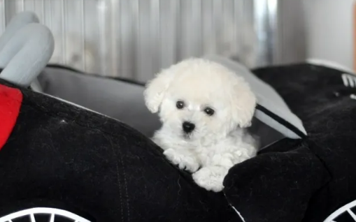 比熊幼犬睡眠时间，养它的小伙伴要注意了~