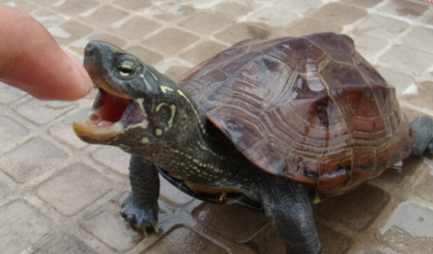 乌龟怎么养？一次喂多少龟粮？