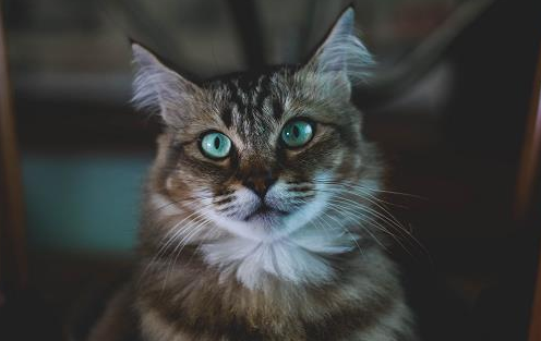 喵知识：猫咪体检项目有哪些