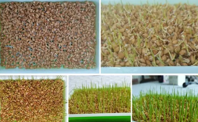 春季实现猫草自由，关于猫草的5个实用知识！