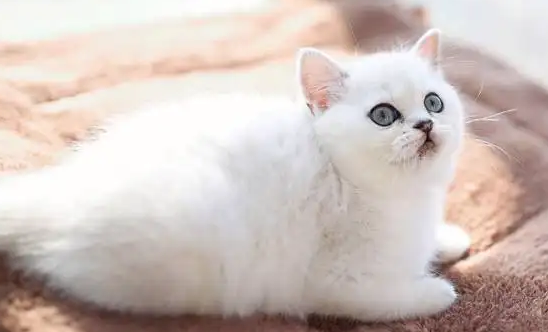 渐层猫为什么不能养？好奇的话就来这里找答案