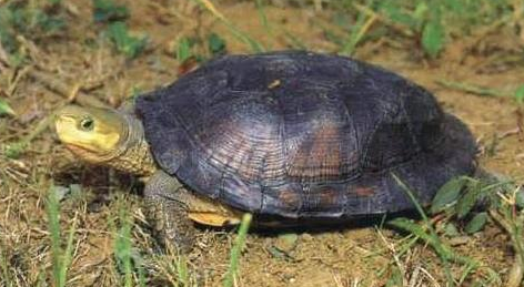 周氏闭壳龟吃什么？主人可以来了解下