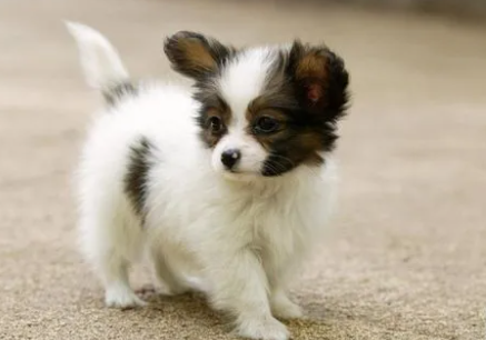 关于狗的寿命你知道多少？一般在多少年左右？