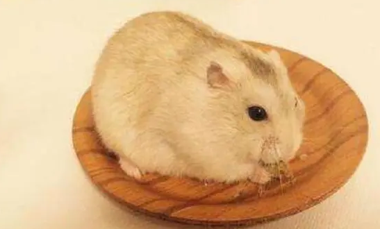 仓鼠会传染新型冠状病毒肺炎吗？通常不会的