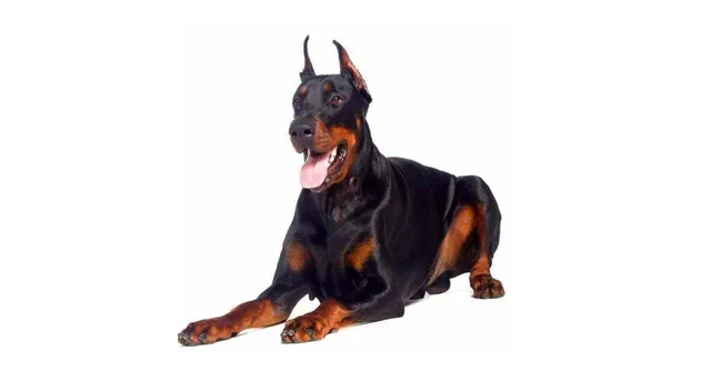 纯种的杜宾犬长什么样子？快来看看吧！