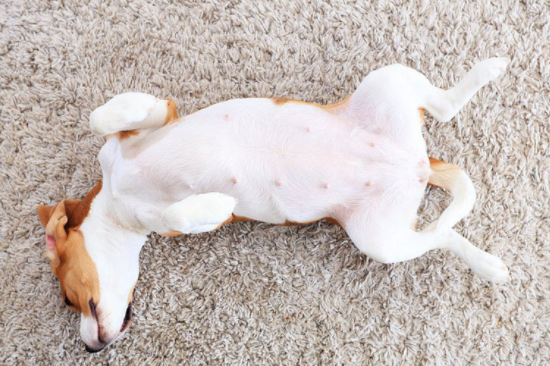 狗狗肚子大是什么原因？这篇文章告诉你～