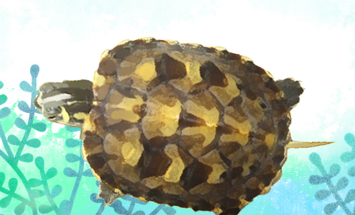 萌宠小知识:黄腹滑龟保护级别怎么区分? 萌宠小知识:黄腹滑龟保护级别怎么区分?