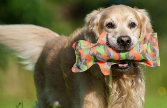 狗狗每天6点就叫怎么治，这些技巧你必须了解！