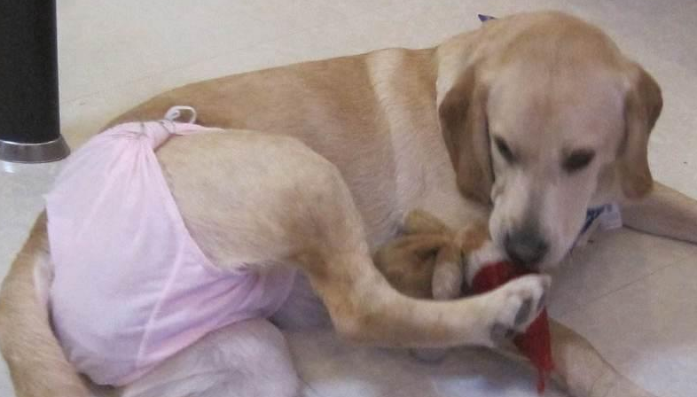 狗狗来例假桃子肿大几倍，正常吗？