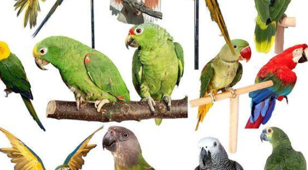 笼养鸟饲料的种类及怎样选择笼养鸟饲料? 笼养鸟饲料的种类及怎样选择笼养鸟饲料?