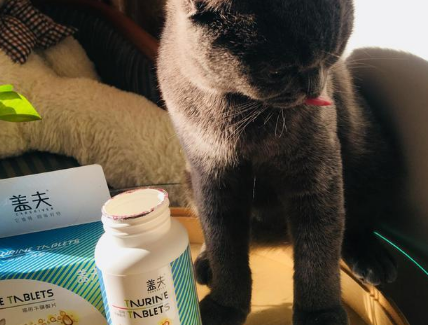 盖夫猫用牛磺酸片-来自猫咪灰灰的试用报告 