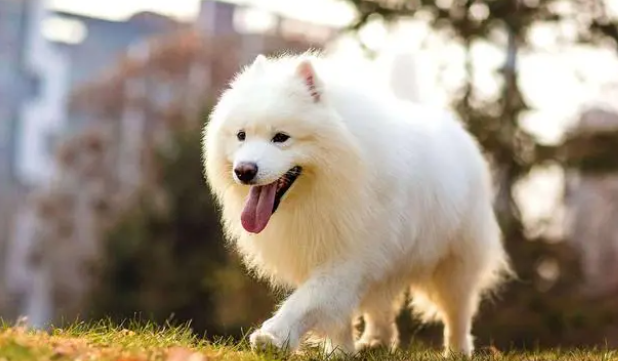 宠物狗狗多久驱除一次体内外寄生虫？